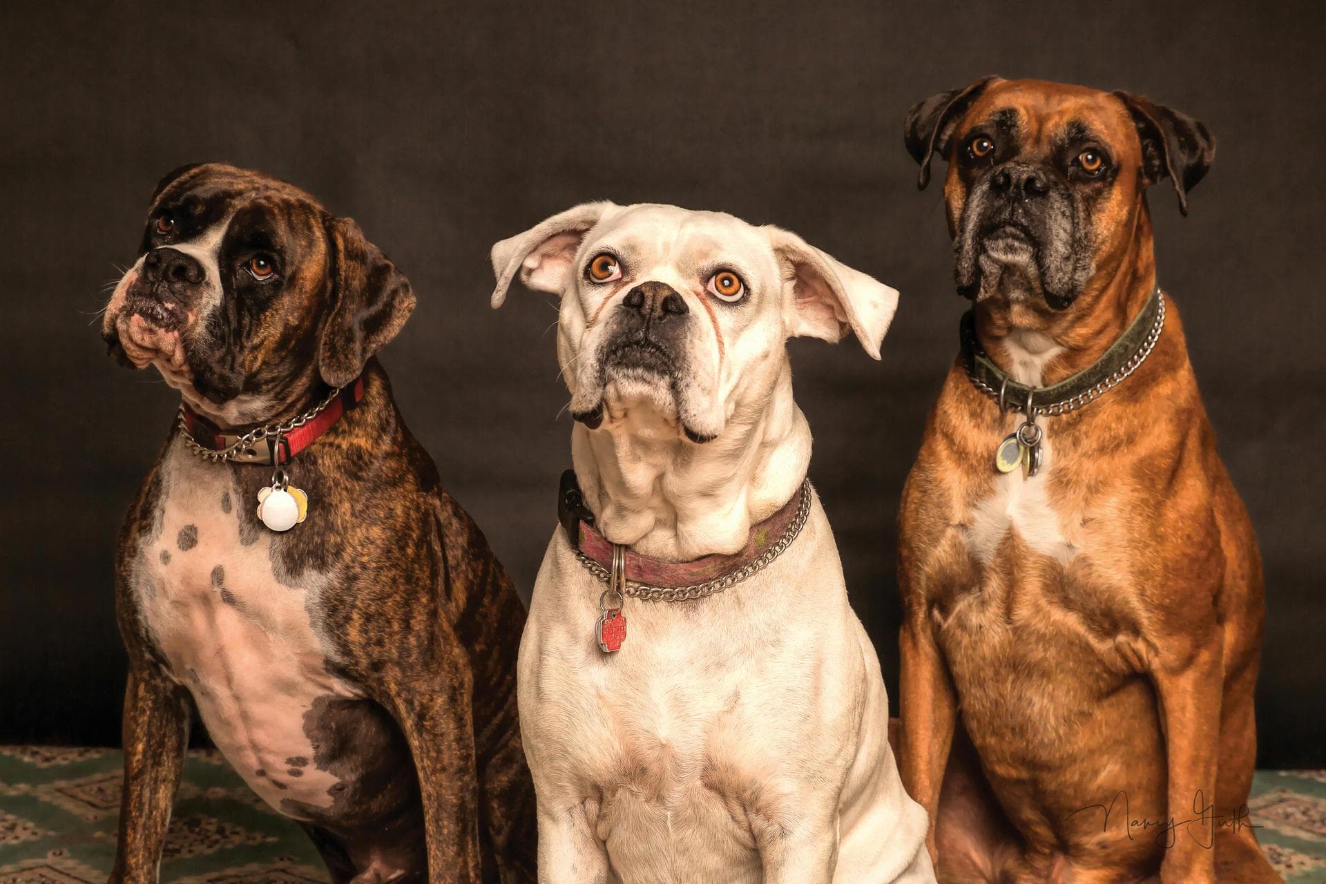 Annual Vaccination With Kennel Cough Prices in Oxford