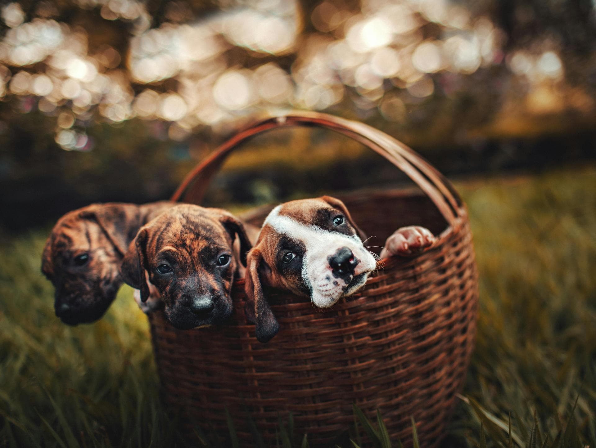 Annual Vaccination With Kennel Cough Prices in Oxford