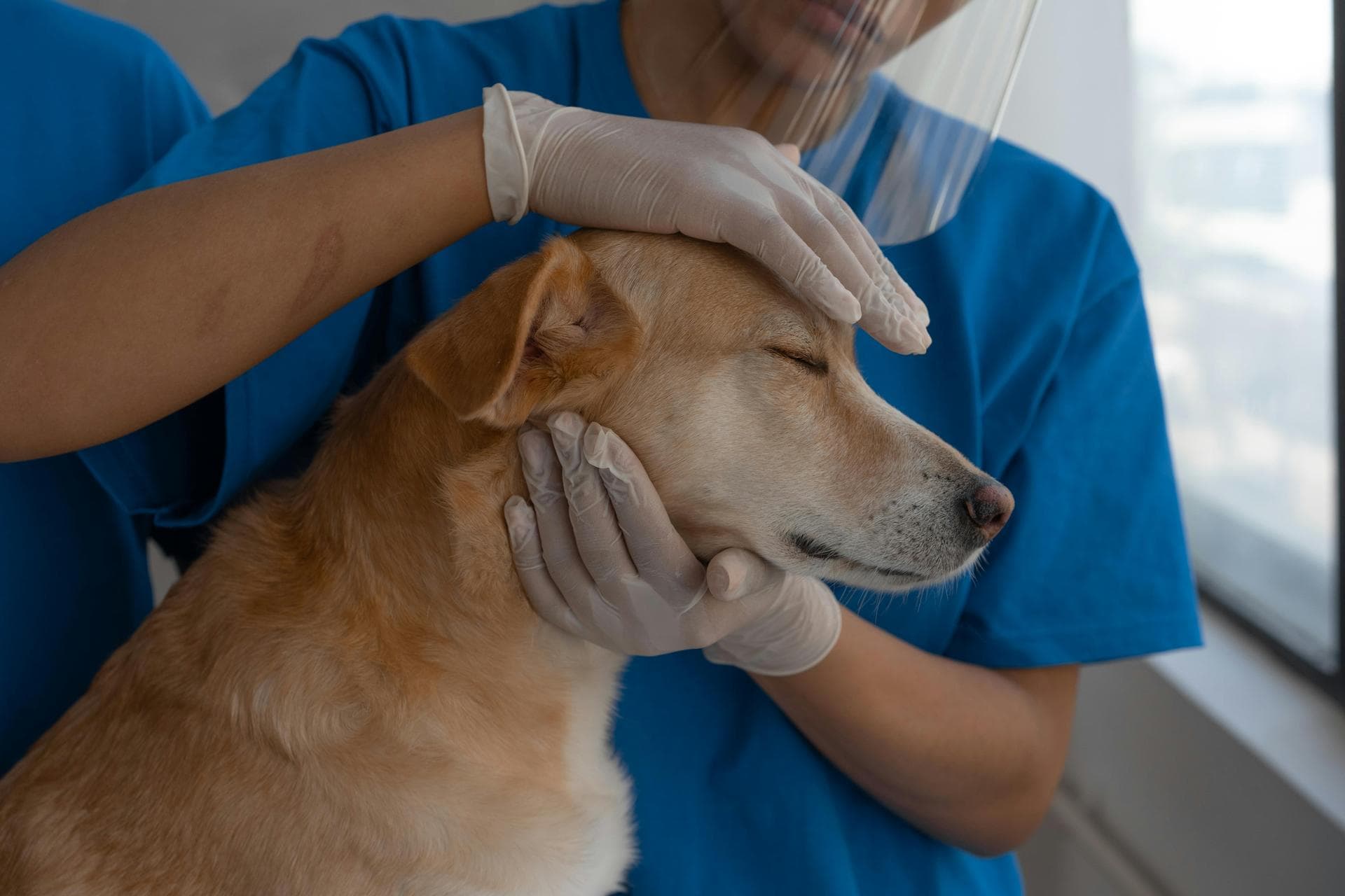Pet Microchipping Prices in Oxford