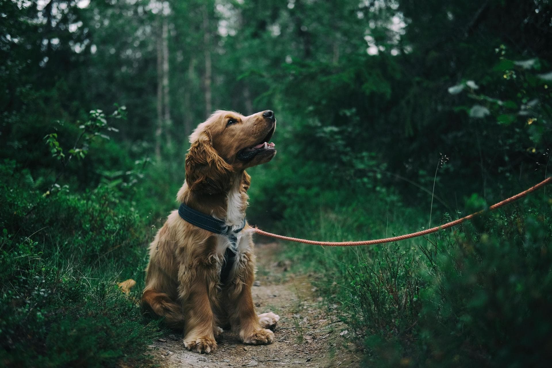 Dog Cremation Prices in Oxford