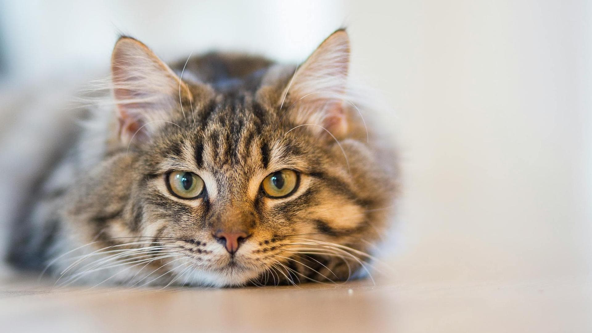 Cat Spay Castrate Neutering Prices in Oxford
